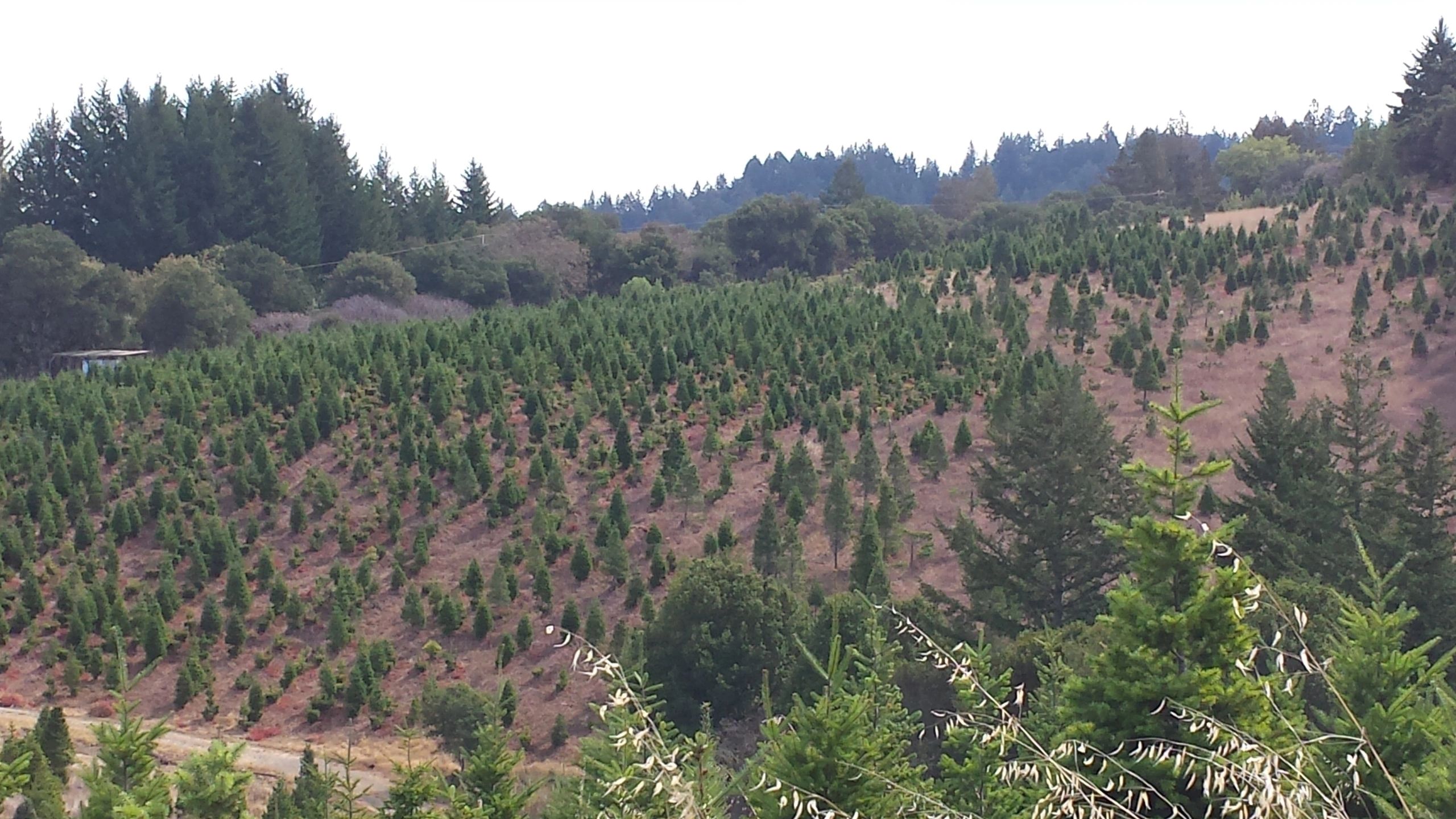 Rows of Christmas trees across Skyline Ranch’s rolling hills